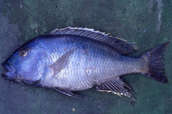 Buccochromis nototaenia